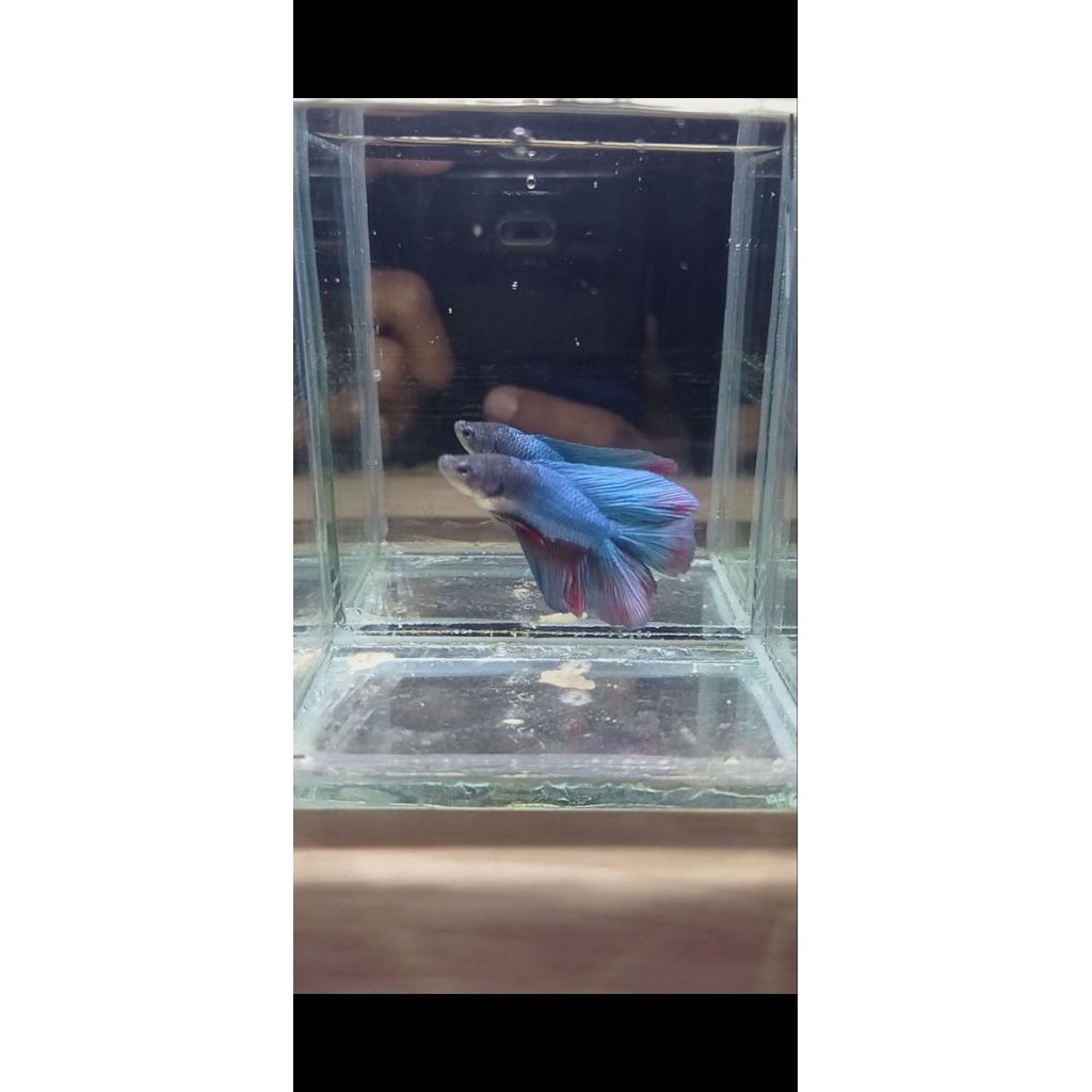 DOUBLE TAIL SOLID