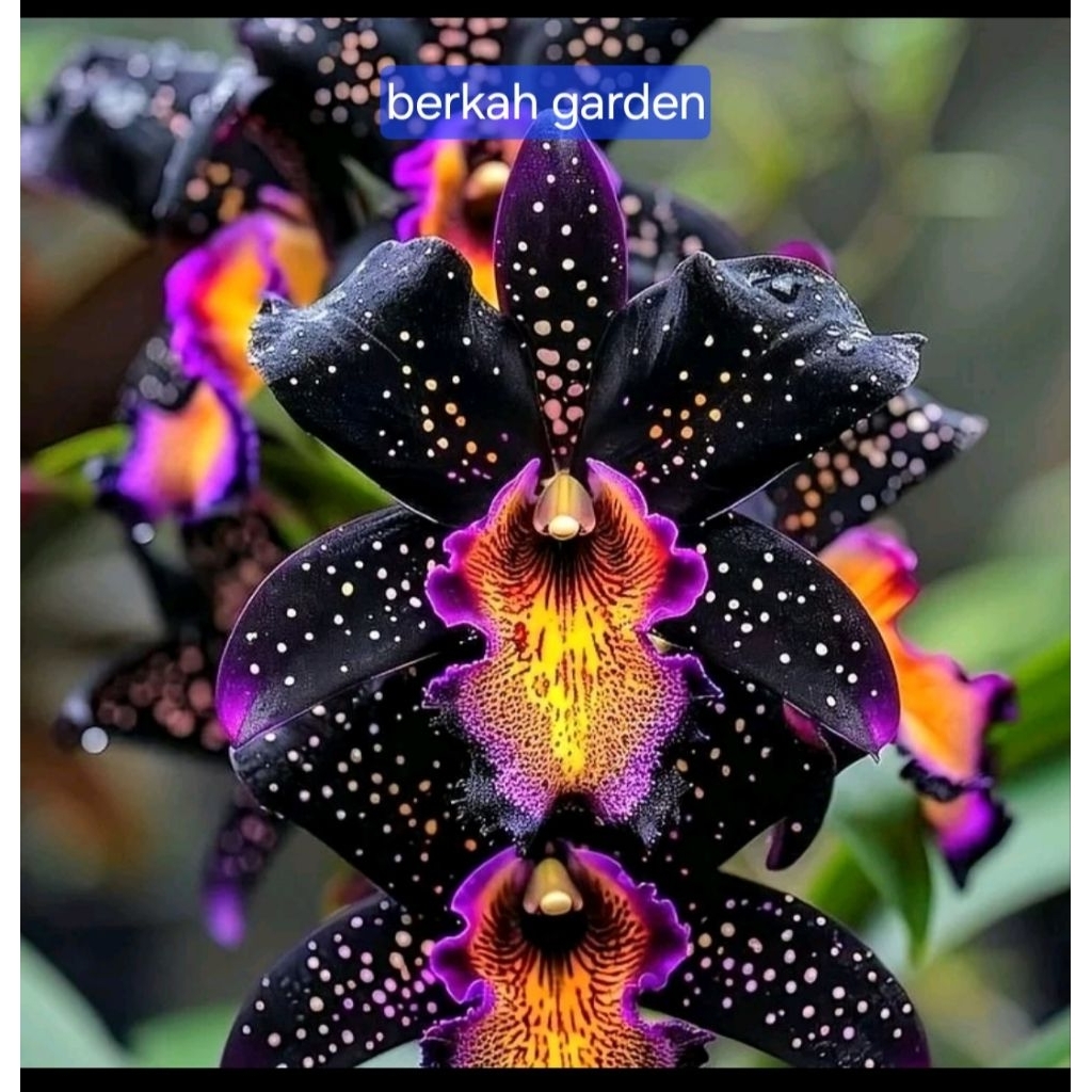 DENDROBIUM BLACK HAZEL