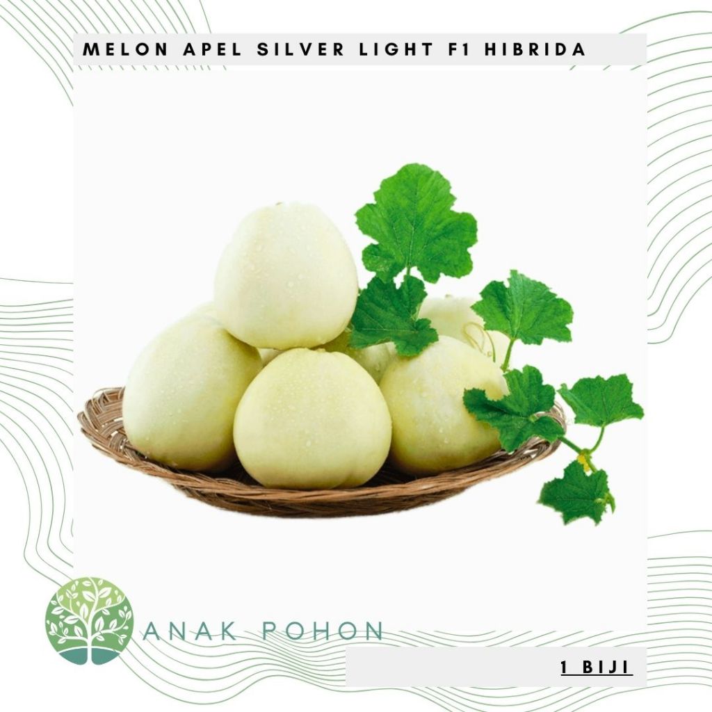 Benih Bibit Biji - Melon Apel Silver Light Hibrida F1 (Kecil, Manis, dan Harum) Seeds - Panen Dalam 