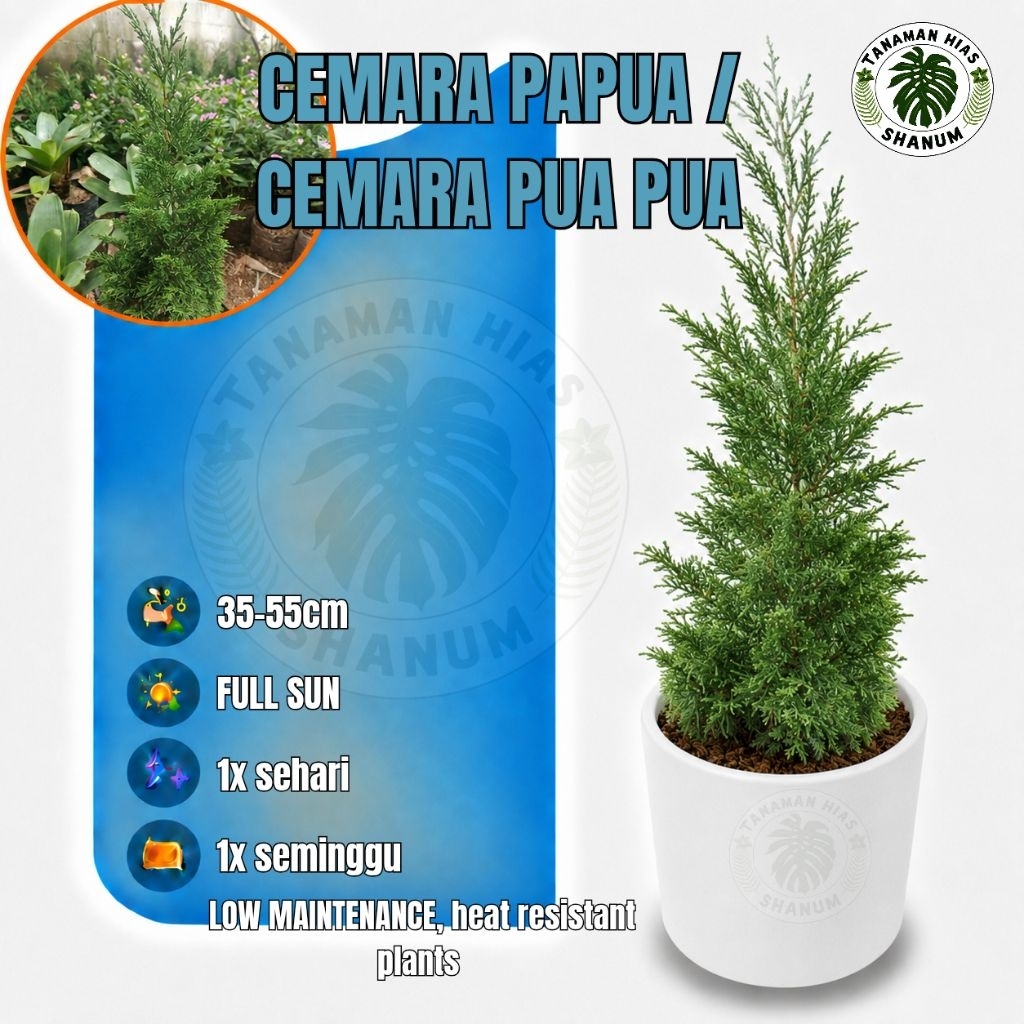Promo COD tanaman hias Cemara lilin - cemara Papua / Cemara pua pua - Cemara lilin - pohon Cemara na