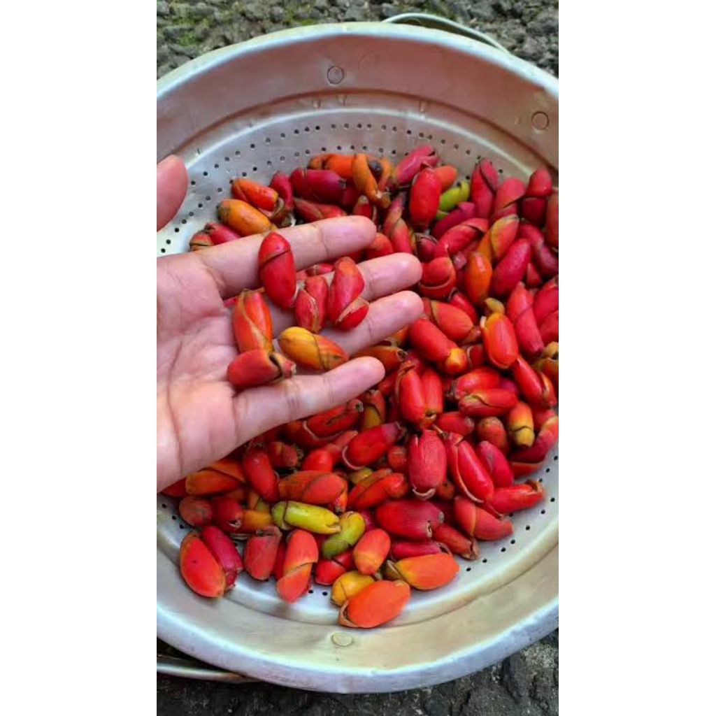 Mlinjo / Kulit MLINJO