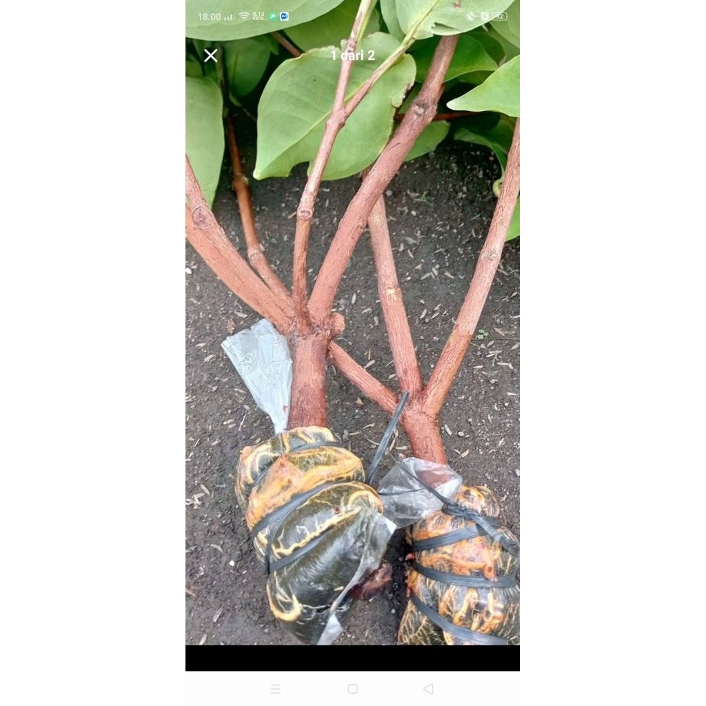 bibit fresh cangkok jambu air dalhari