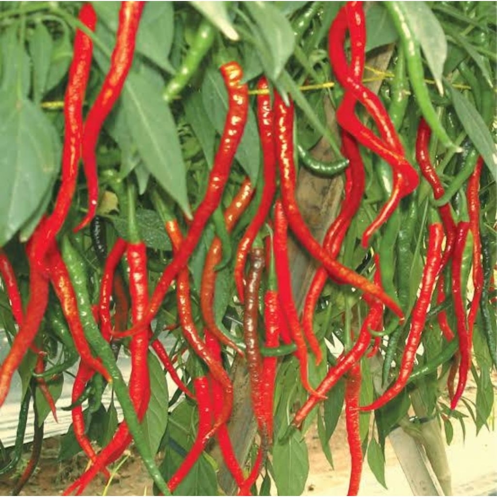 promo cabe merah kriting CMK dijamin super100%