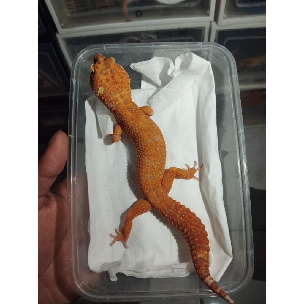 mainan gecko leopard Tremper lavender male free Waterdish