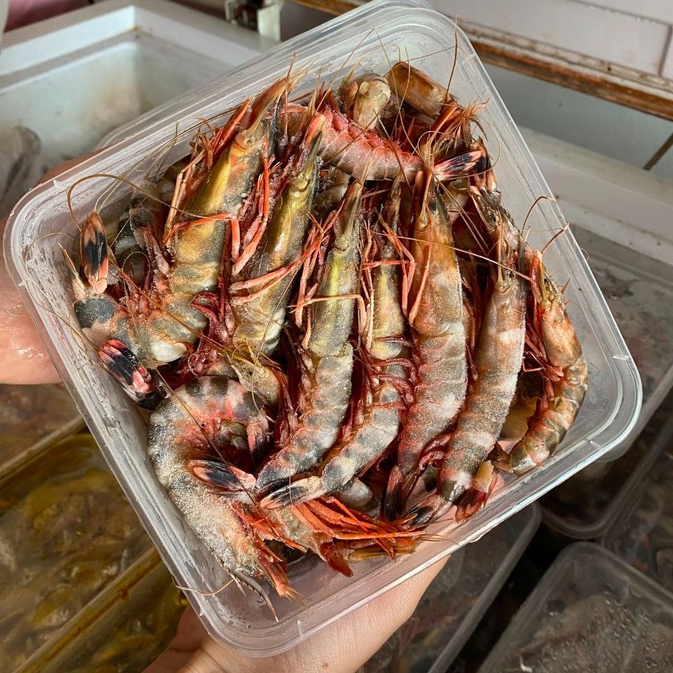 UDANG WINDU TIGER 1kg