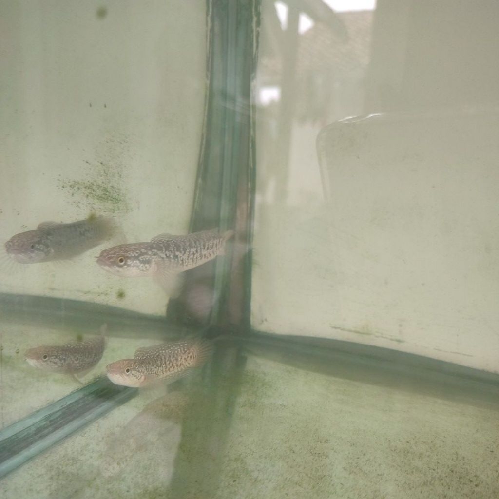 Ikan Hias Channa Asiatica RSP Kalimaya Red Spot Pure Grade A Bergaransi