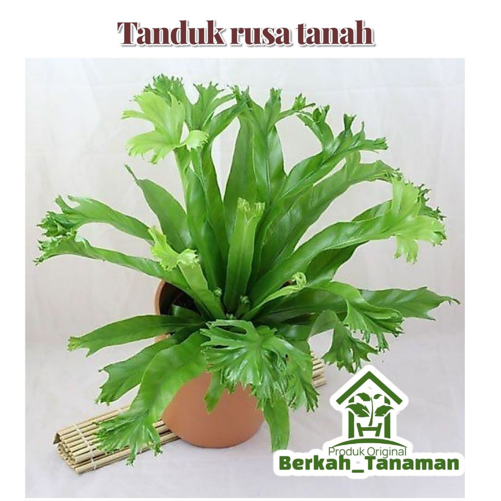 kadaka tanduk rusa tanah - tanaman hias kadaka - tanduk rusa