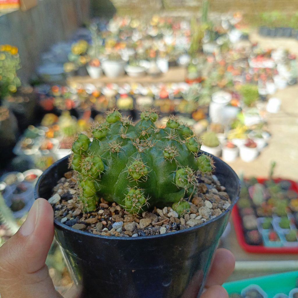 kaktus gymno damsi