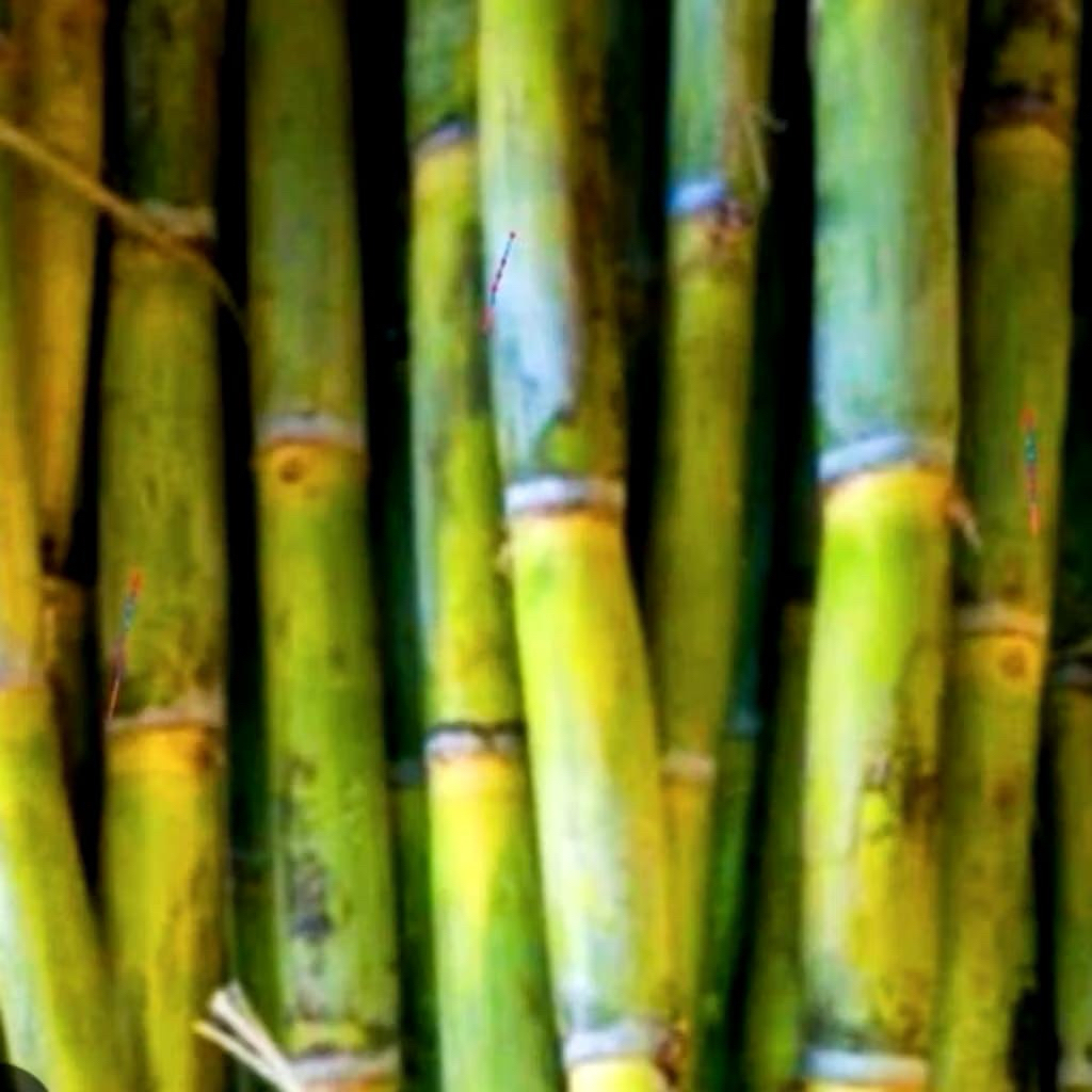 Tebu Segar 1Kg | Batang Tebu Manis Siap Konsumsi | Tebu Pilihan Fresh untuk Jus, Minuman & Bahan Ola