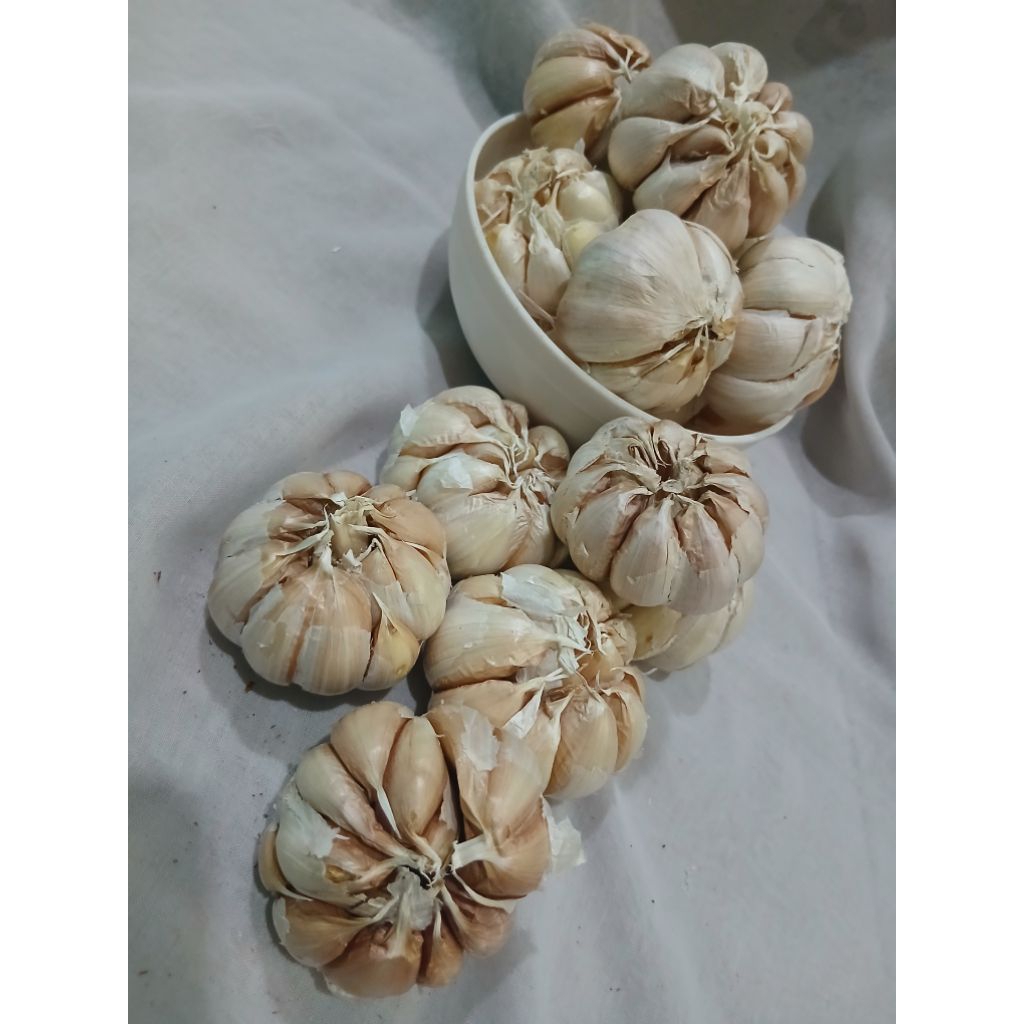 bawang putih sinco