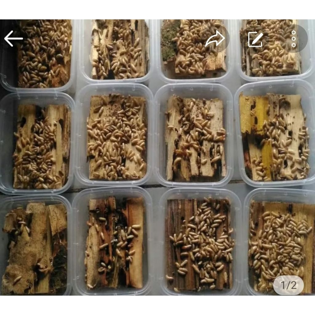 Rengas,pua,poa,silaru,cinet