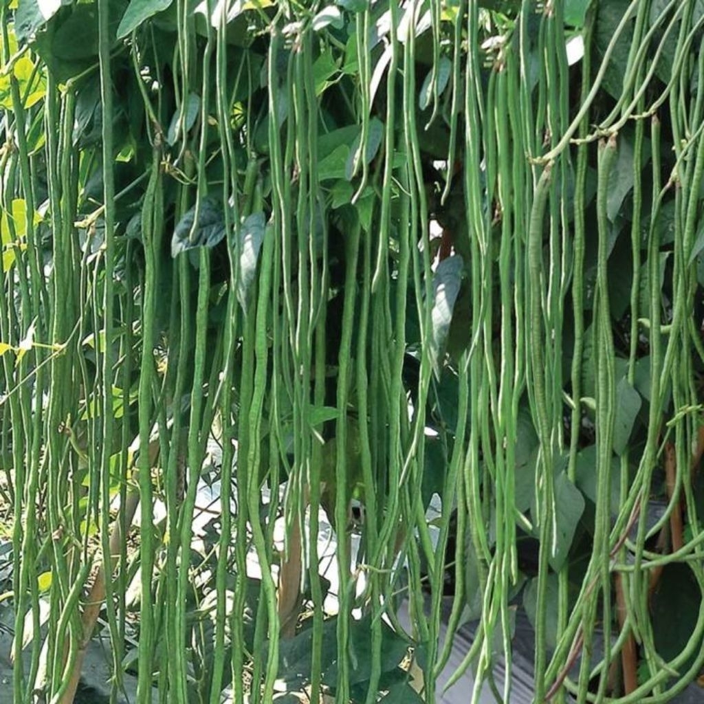Sweettreats86 500 Butir Benih Kacang Panjang Unggul Katrina Nugen - Bibit Kacang Panjang Biji