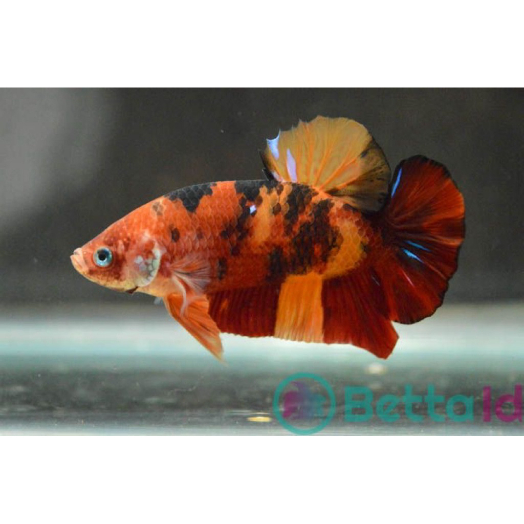 Ikan cupang nemo jantan