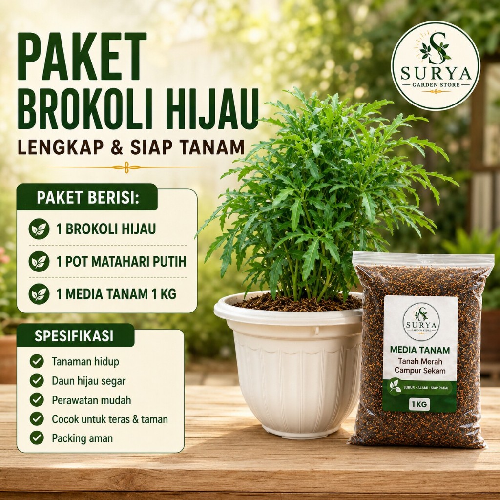 tanaman hias brokoli | tanaman hias brokoli ijo bunga hias brokoli kuning