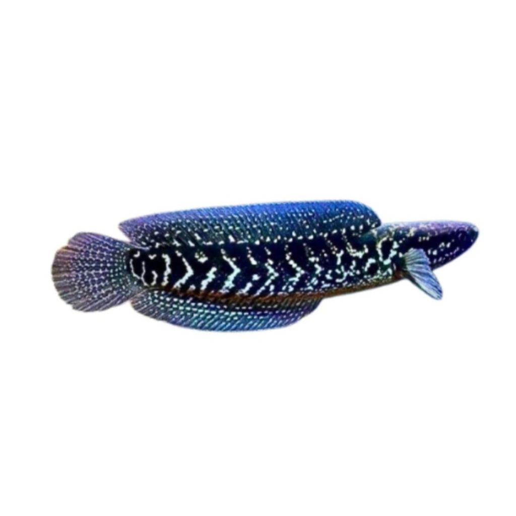 IKAN CHANA ASIATICA WS