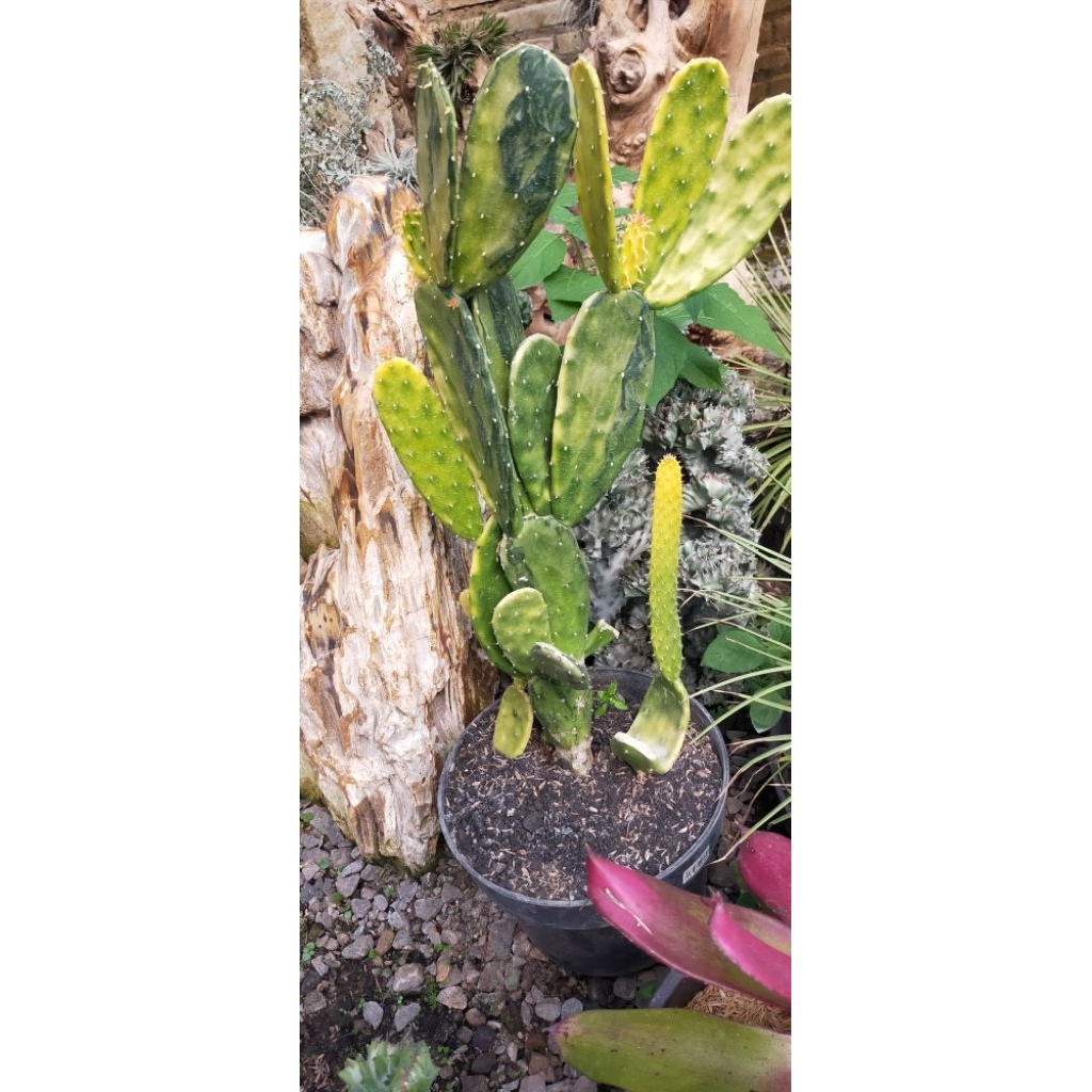 kaktus opuntia variegata