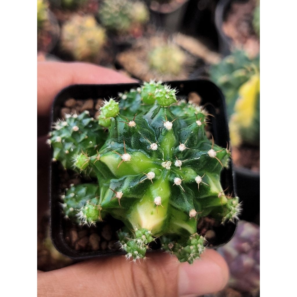 GYMNO TAIWAN NEW CLONE CLUSTER DI POT 6CM//KAKTUS HIDUP//KAKTUS LUCU//KAKTUS MINI//KAKTUS MURAH//KAK