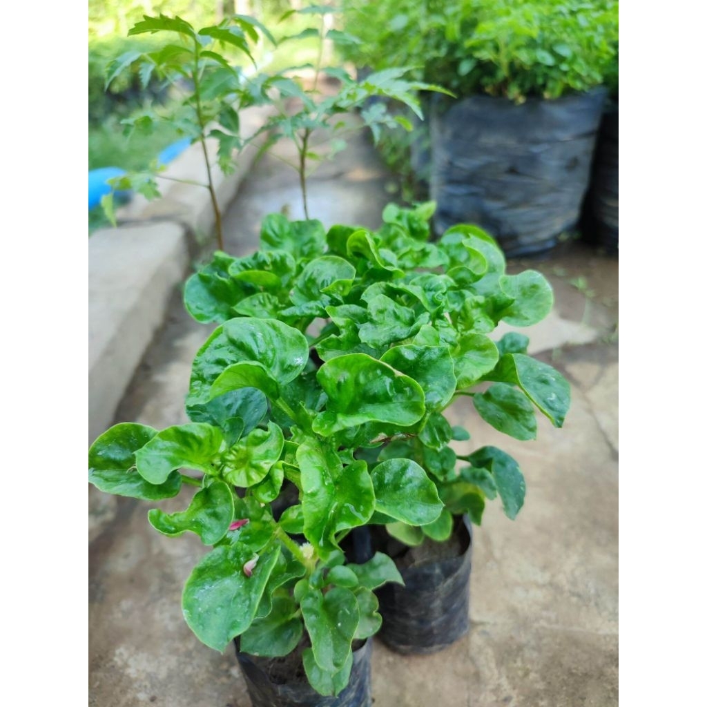 Tanaman Bayam Brazil/Bibit Tanaman Sayur Bayam Brazil