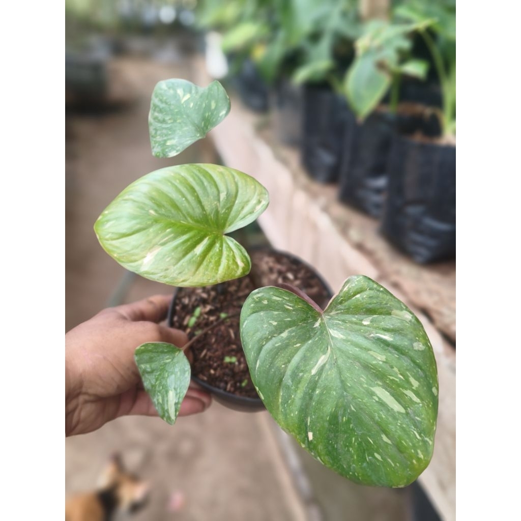 homalomena stardust