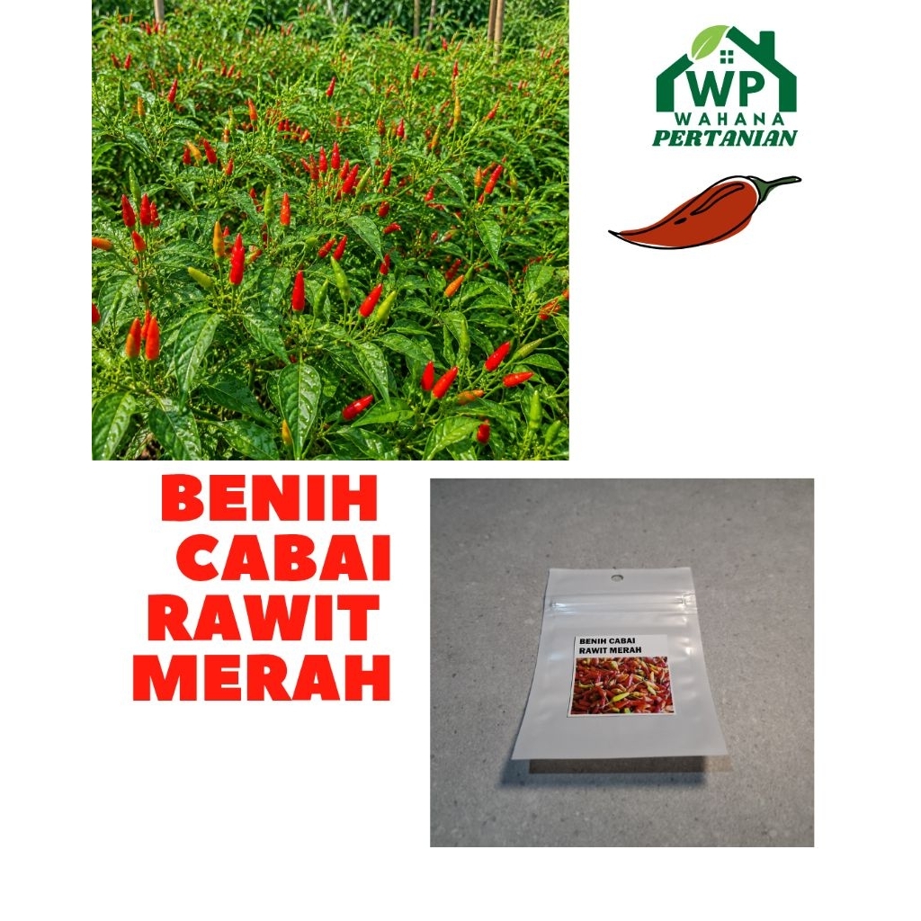 Benih Cabai Rawit Merah Unggul untuk Budidaya Rumahan dan Petani