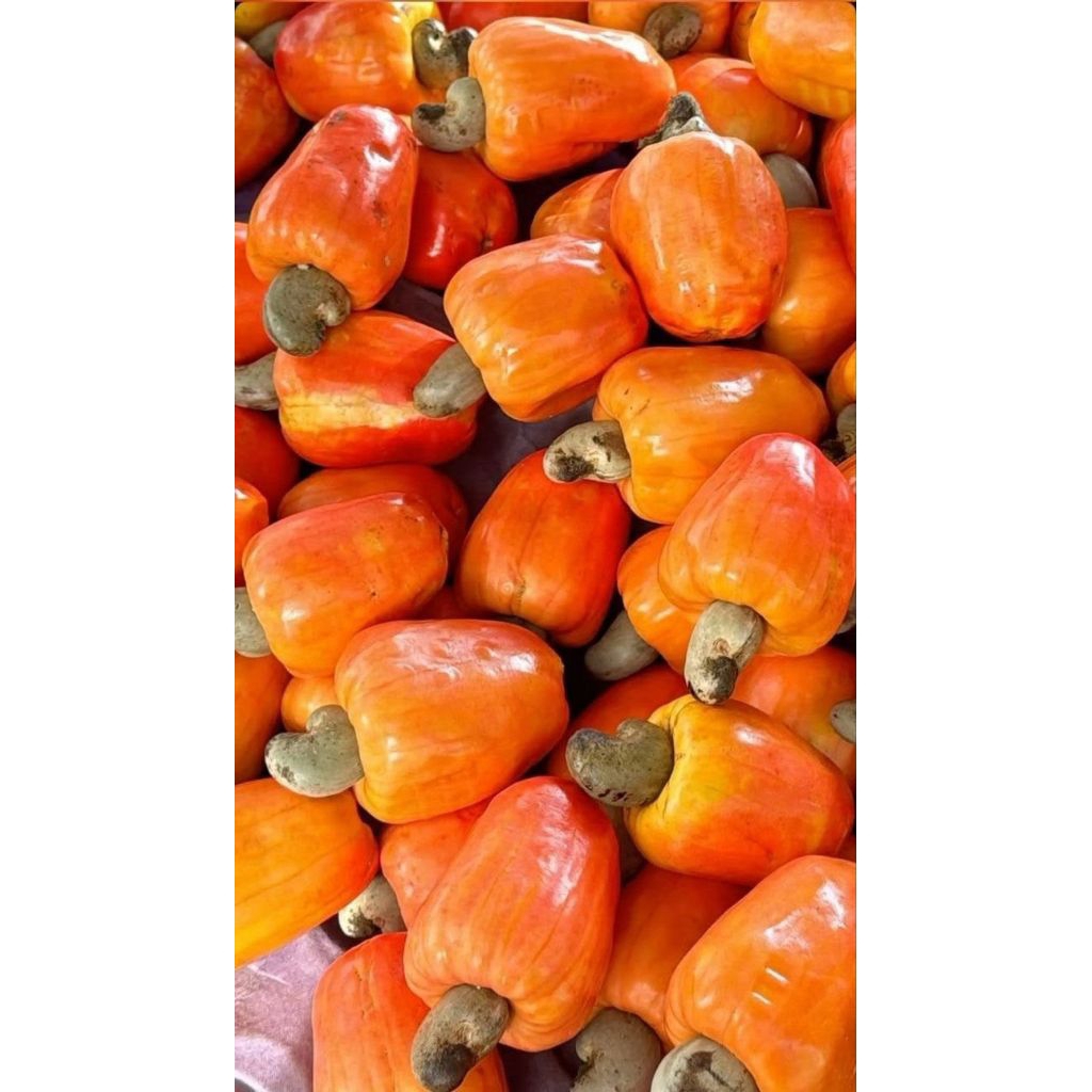 Jambu mete/Jambu monyet ½ kg