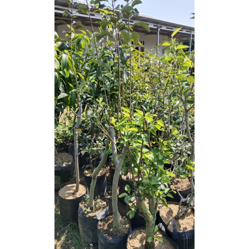 bibit buah pir