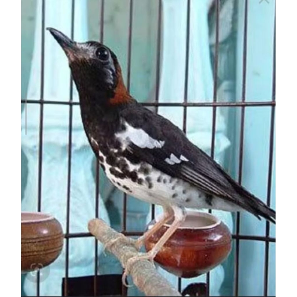 BURUNG ANIS KEMBANG JANTAN BAHAN RAWATAN