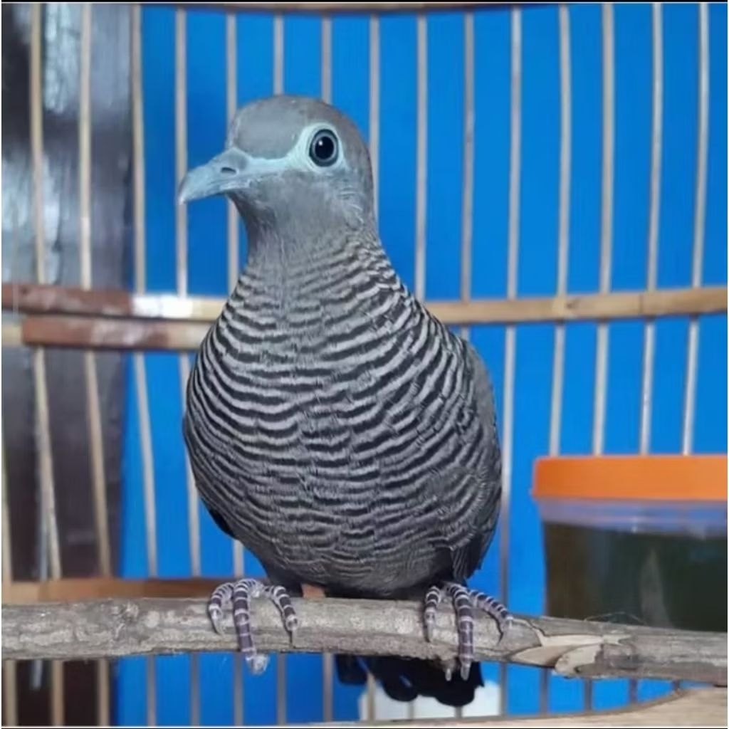 BURUNG PERKUTUT CEMANI JANTAN BAGUS UNTUK RAWATAN