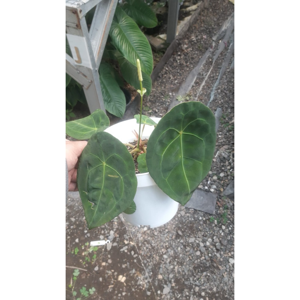 Tanaman Hias Antharium forgetii Equador / Forgetii White strips Equageneura
