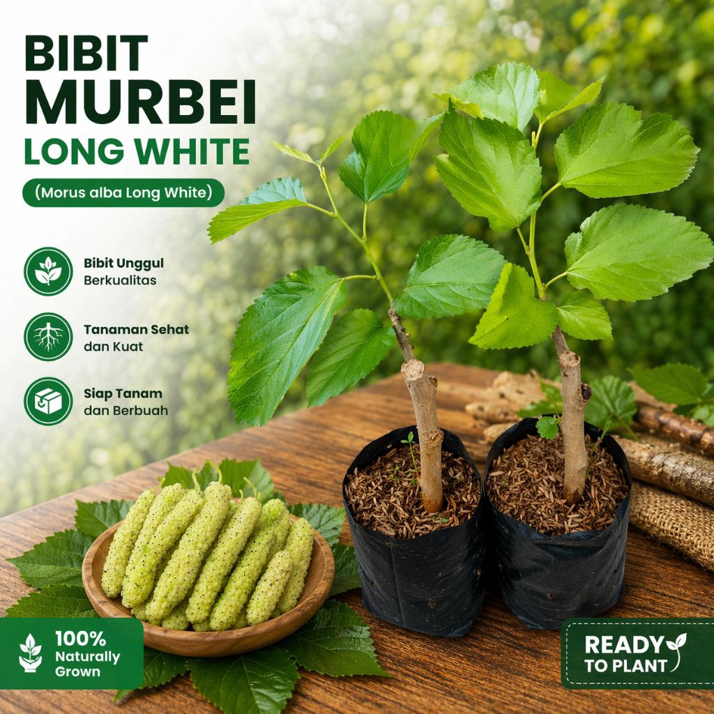 Bibit Murbei Long White Tanaman Buah Murbei Impor