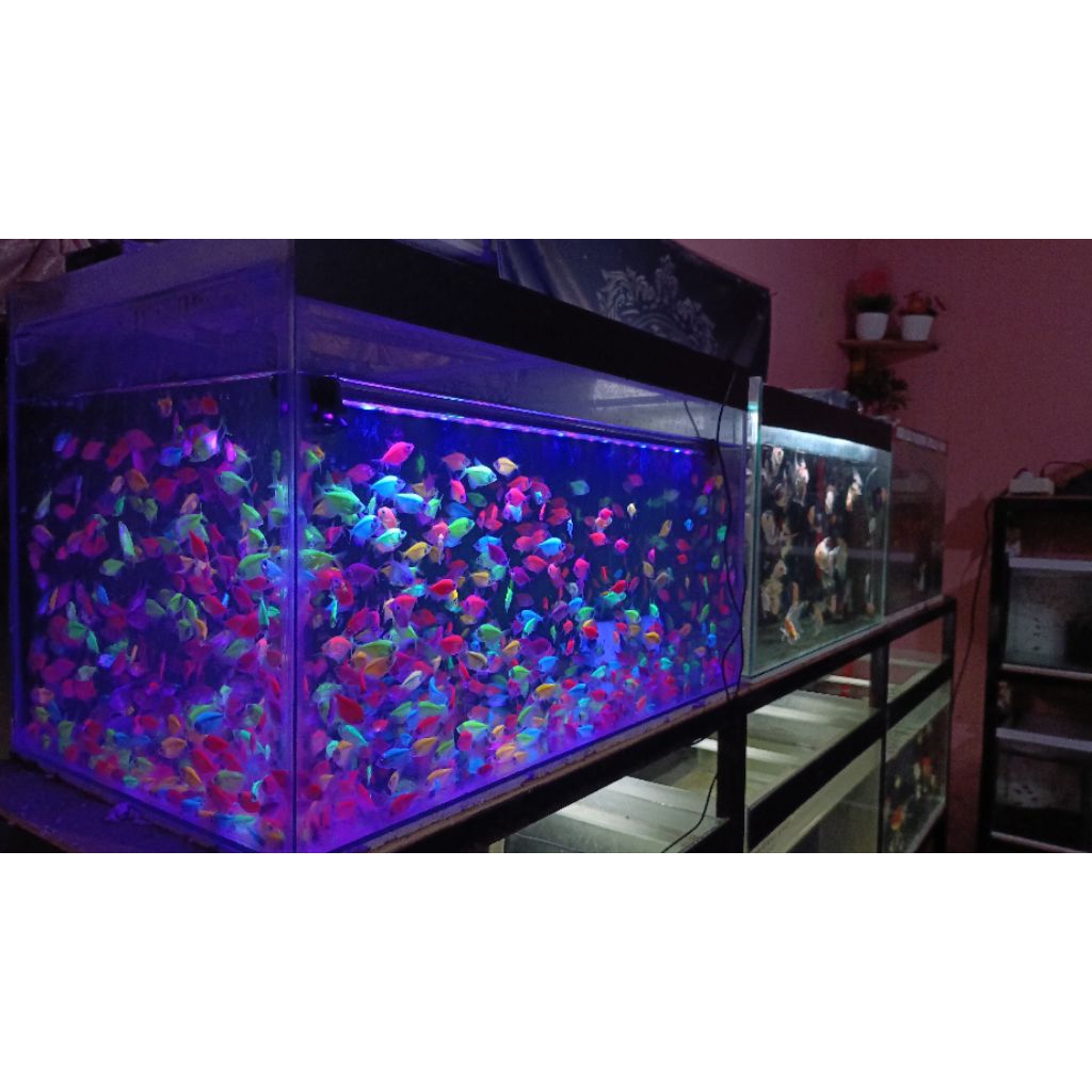 hiasan aquarium glofish Tetra