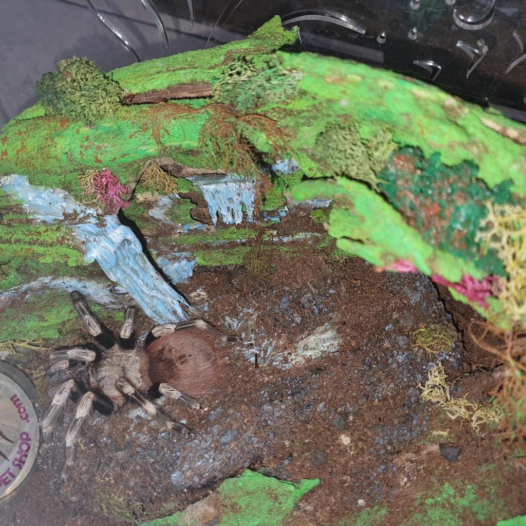 NHANDU CHROMATUS FEMALE DEWASA TARANTULA + KANDANG AKRILIK DEKORASI