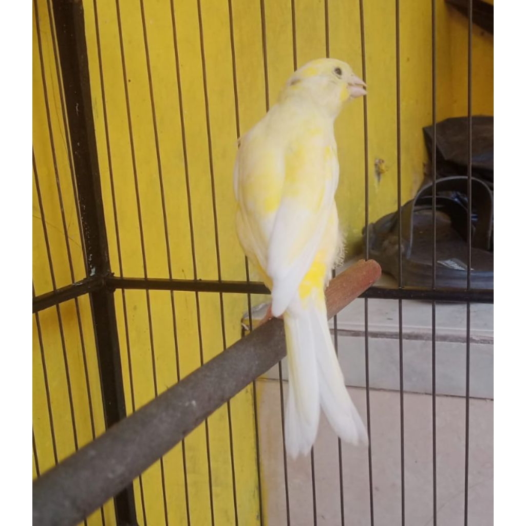 kenari f2sf jantan betina