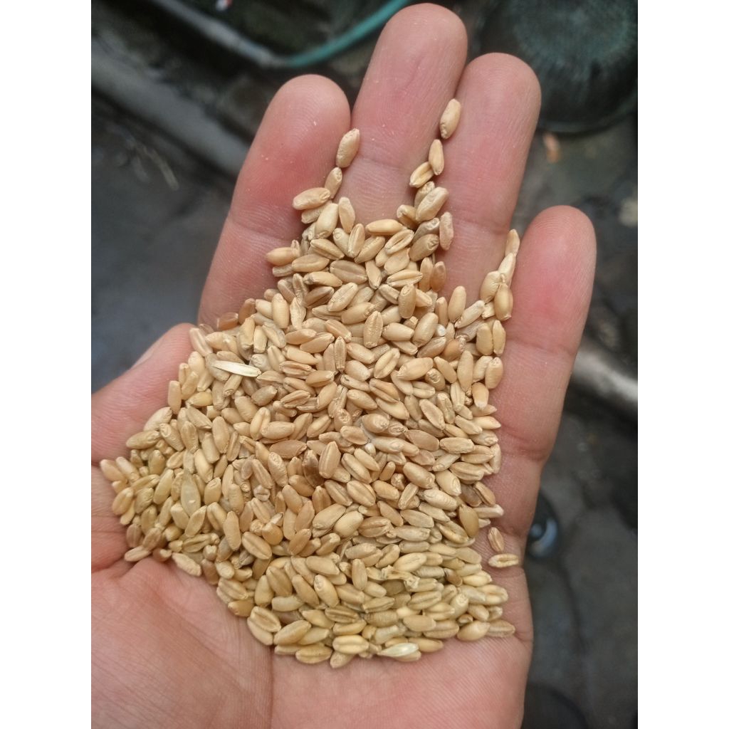 Gandum 1 KG