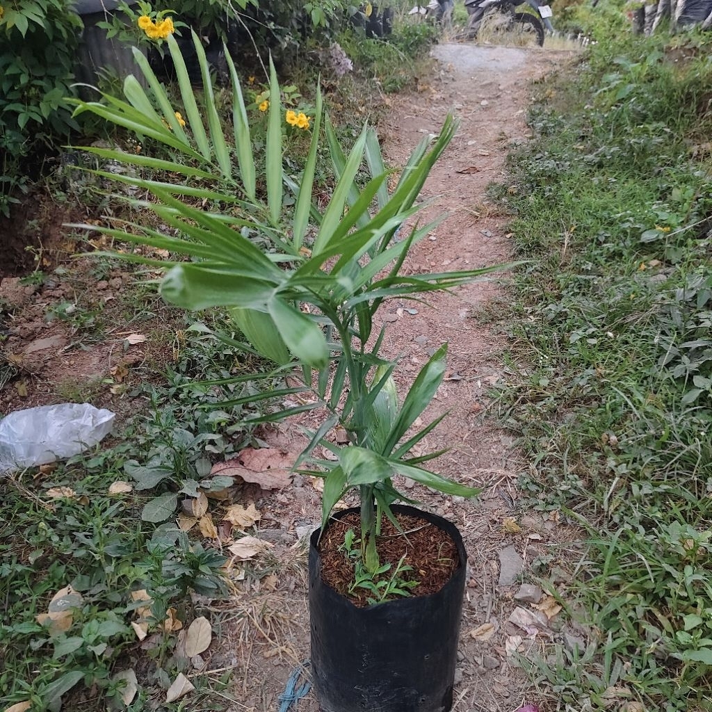 palem comodore tanaman hias hidup semarang jawa Tengah