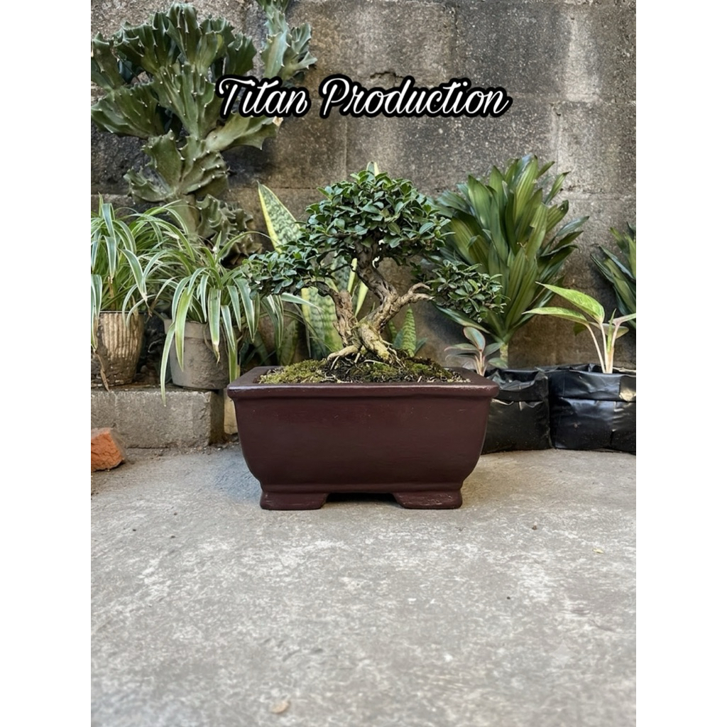 Pot bonsai semen minimalis