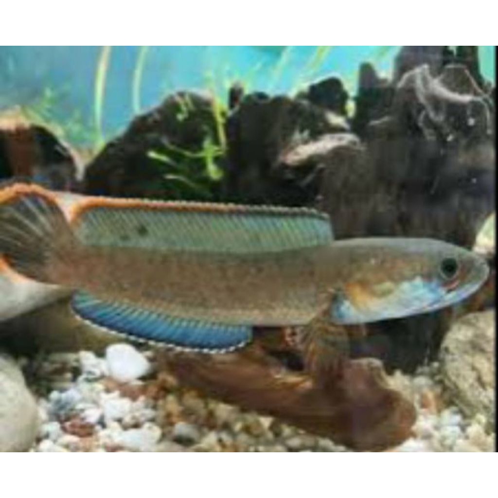 Channa Andrao 4 cm Gondrong, Mudah Settling, Full Pelet
