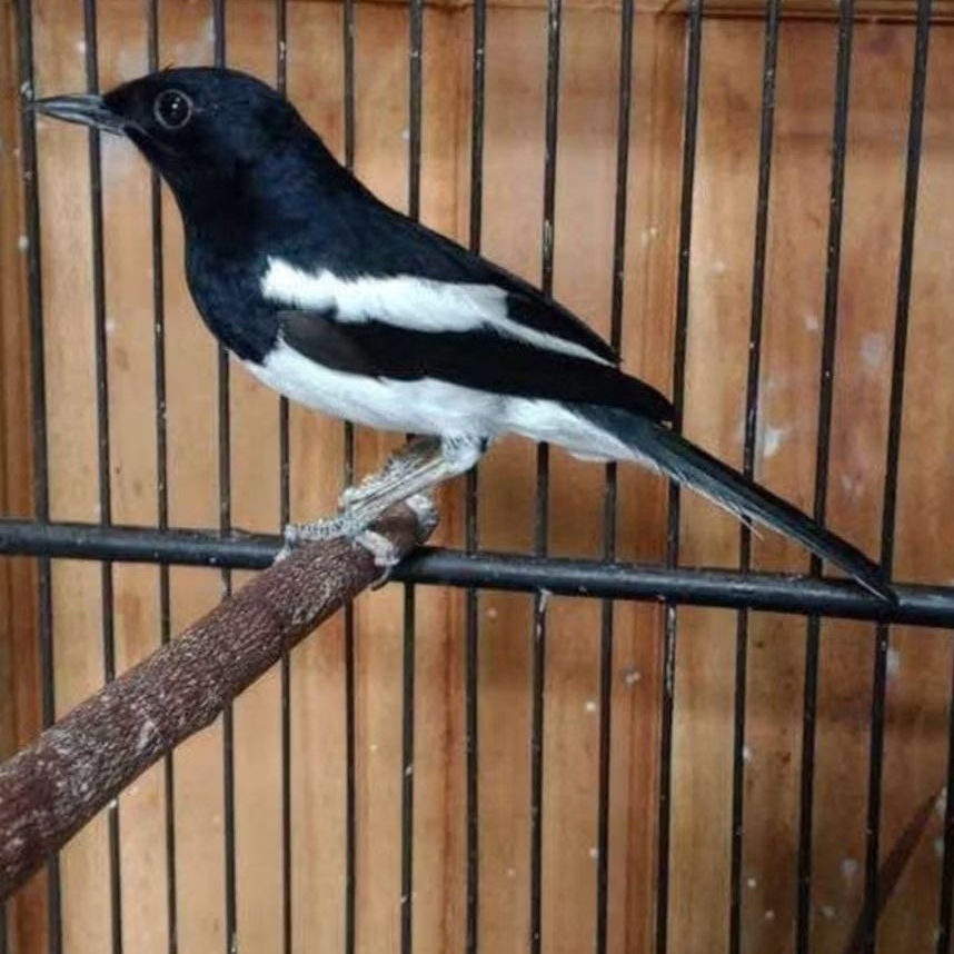 BURUNG KACER JABAR JANTAN BAHAN SEHAT LINCAH