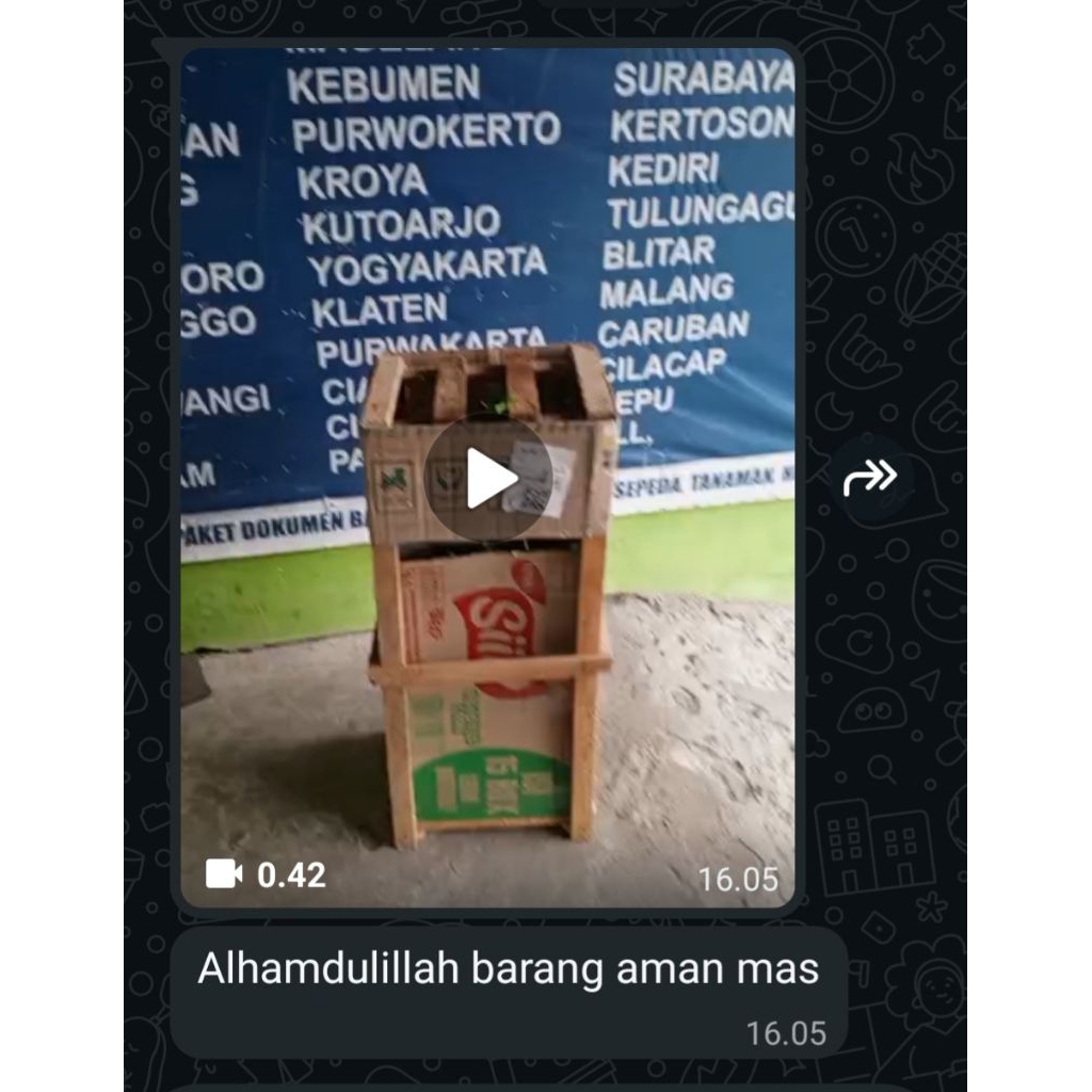 bibit jenitri