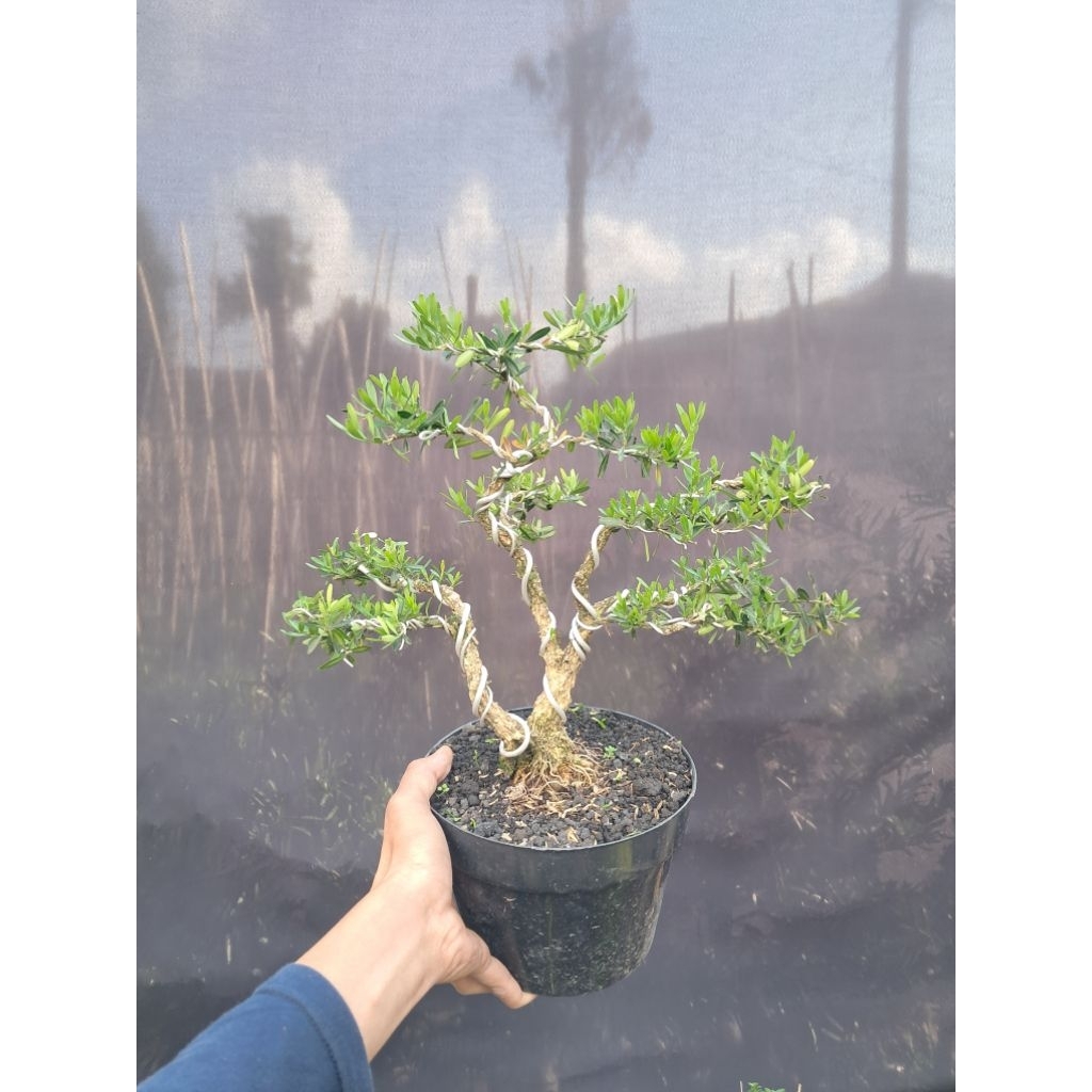 Real Picture Bonsai Boxus / Bonsai Boksus 2