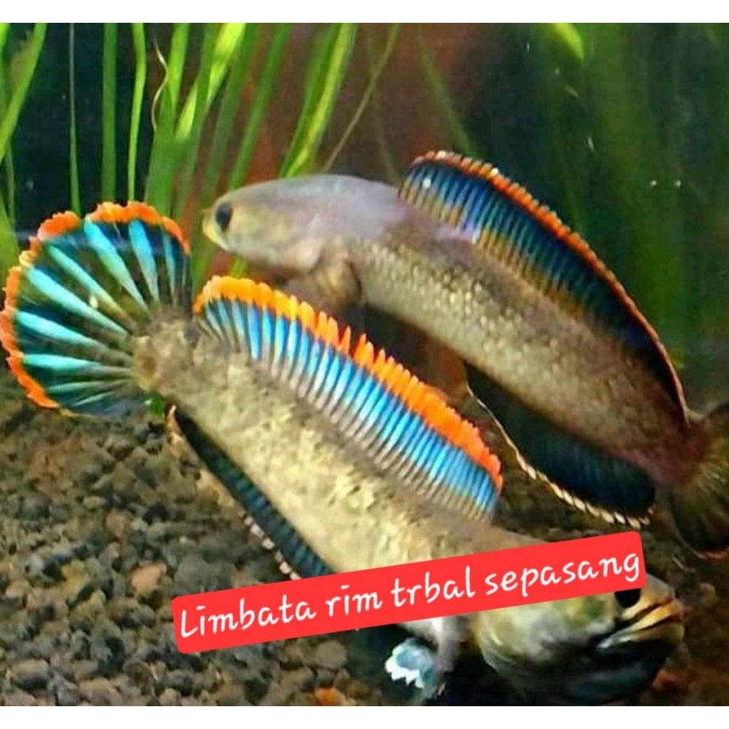 channa limbata rim merah sepasang langka