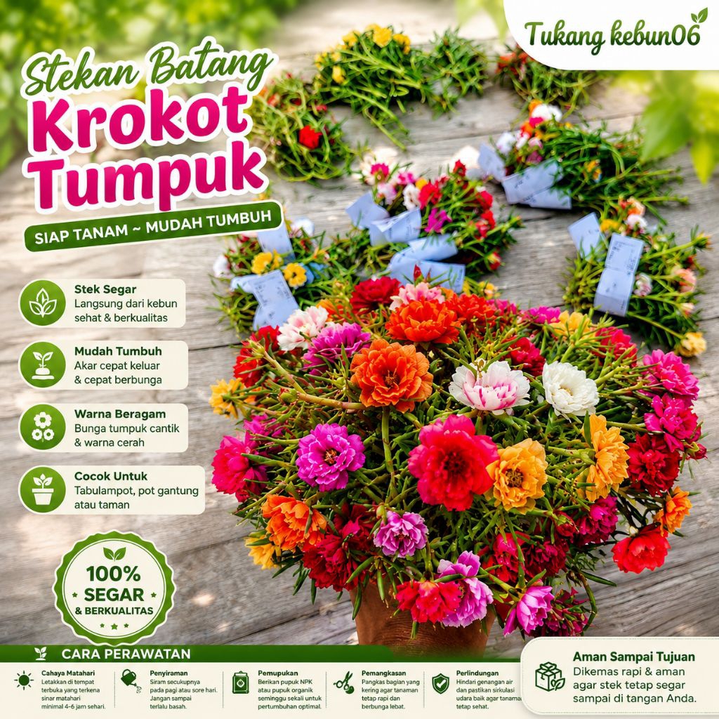 STEK BATANG BATANG BUNGA KROKOT MOSS ROSE | Bibit Krokot Warna Warni Siap Tanam | Bunga 9 Waktu Anti
