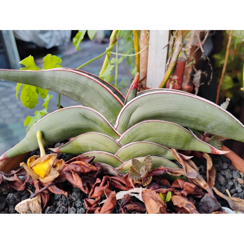 sansivieria rorida