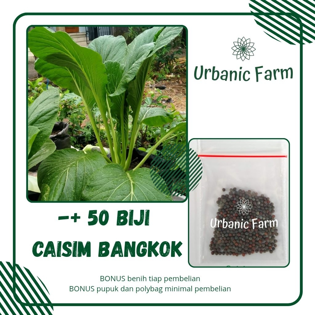50 Biji Benih Sawi Caisim Bangkok Sawi Jumbo - Urbanic Farm
