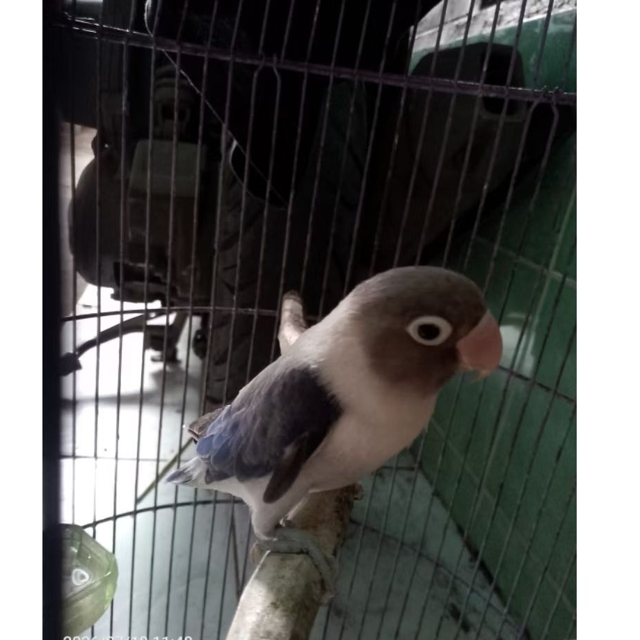 (BURUNG AJA) BURUNG LOVE BIRD BIOLA EWING BLUE JANTAN
