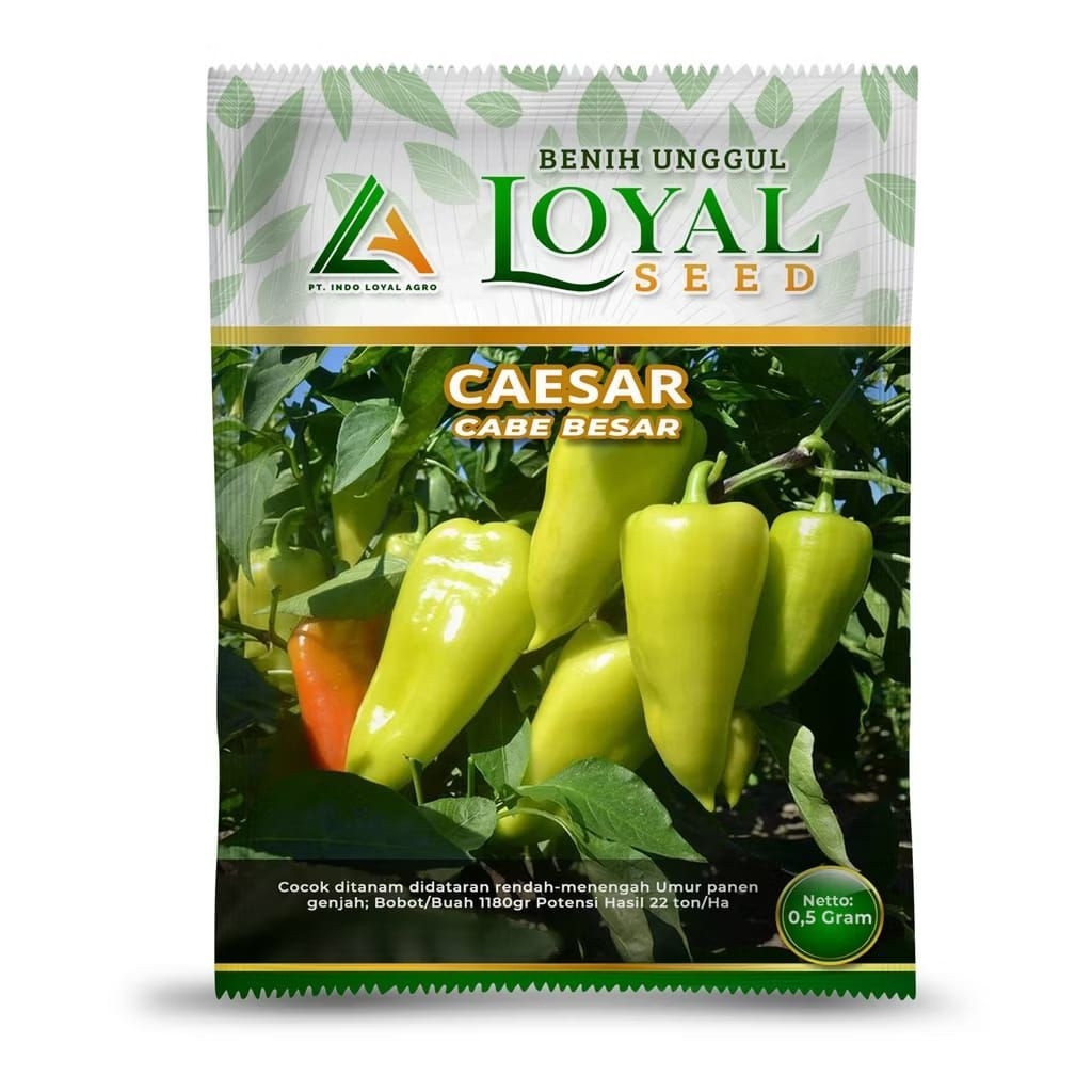 Benih Cabe Besar Cabe Sayur Caesar / Benih Cabe Besar Cabe sayur / Benih Loyal / Bibit Cabe Besar Ca