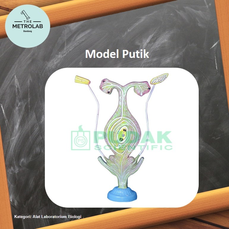 Model Putik | Pistil Model
