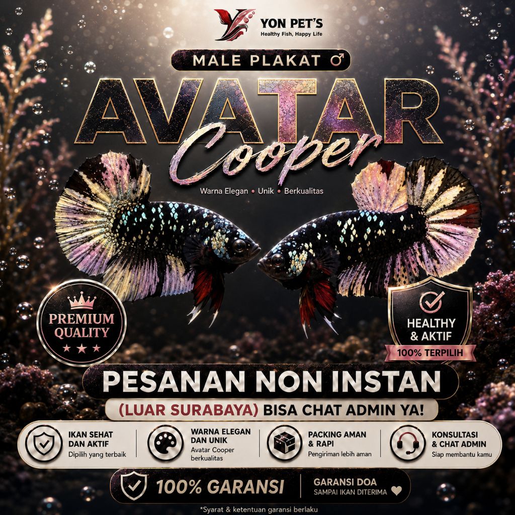 Cupang Plakat Avatar Cooper Rintik Gahar - TOP GRADE | SUPER COOPER | REAL PICT