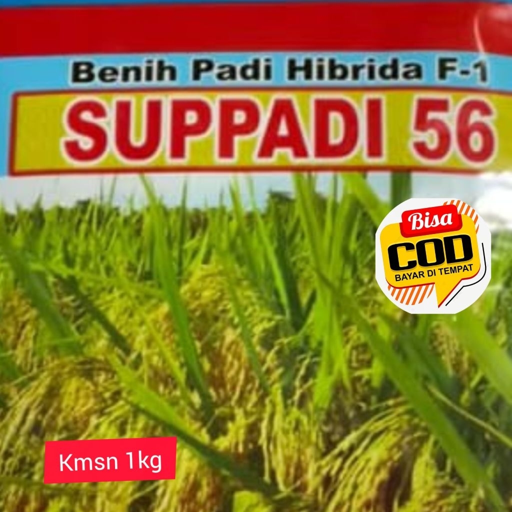 BENIH PADI HIBRADA SUPPADI 56 KMSN 1KG