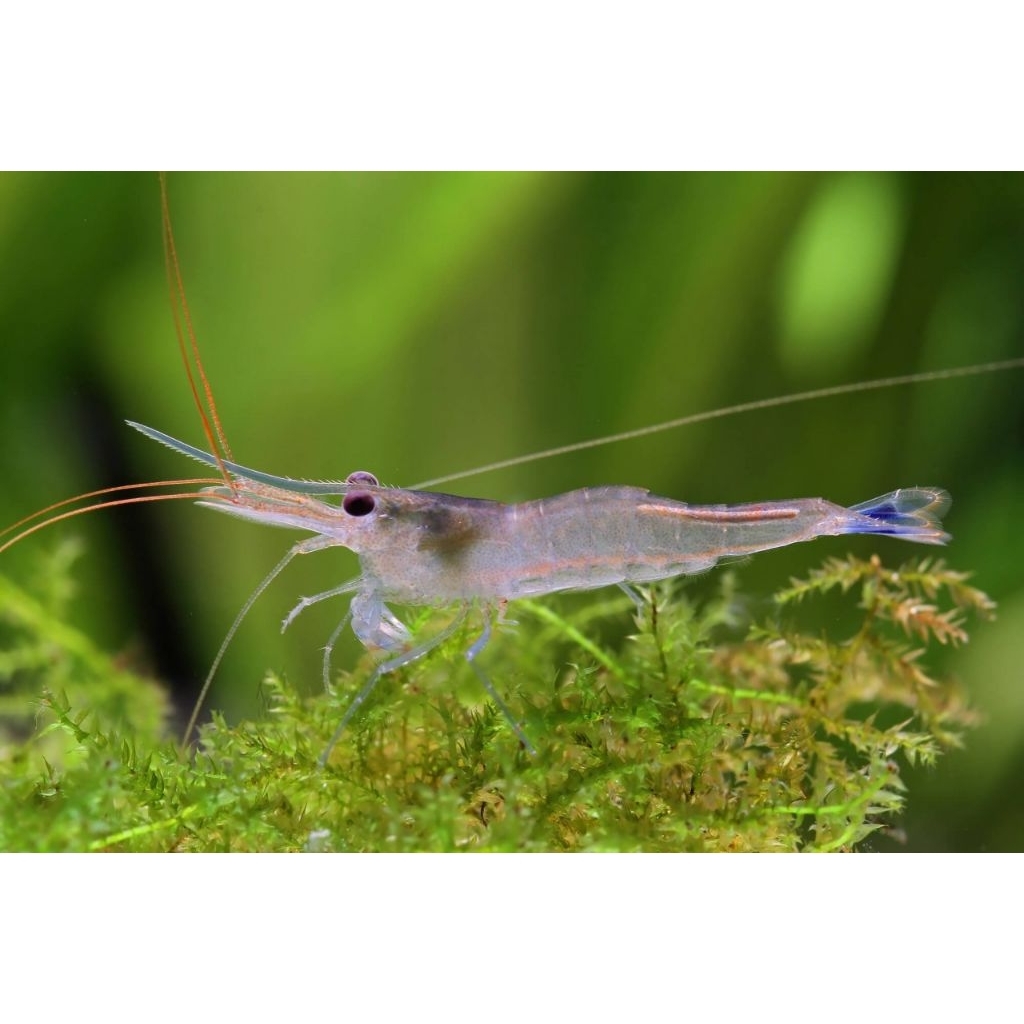 Udang Sulawesi Blue Leg